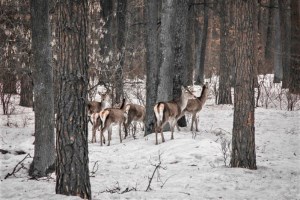 Экскурсия в государственную резиденцию Залесье
